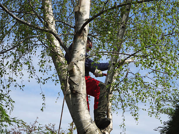 Best Tree Cabling and Bracing  in Ellis, KS