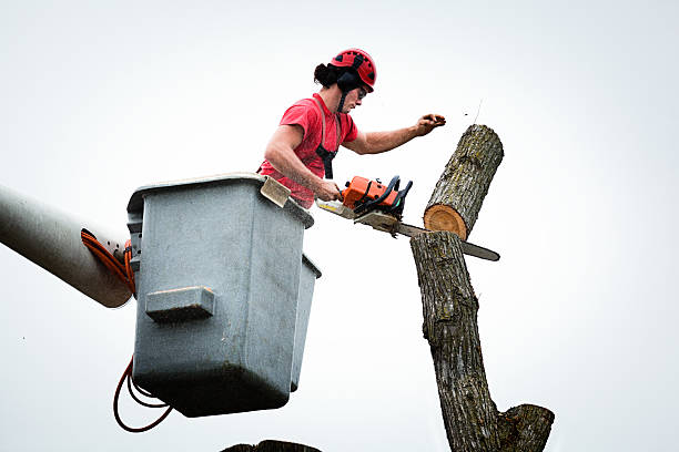 Best Tree Trimming and Pruning  in Ellis, KS